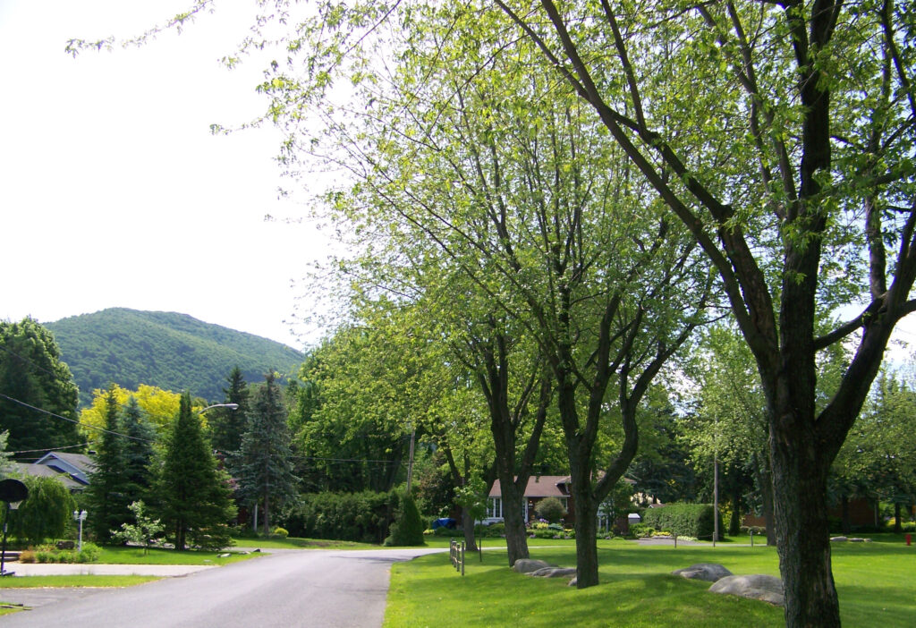 Des peines plus sévères pour l’abattage illégal d’arbres