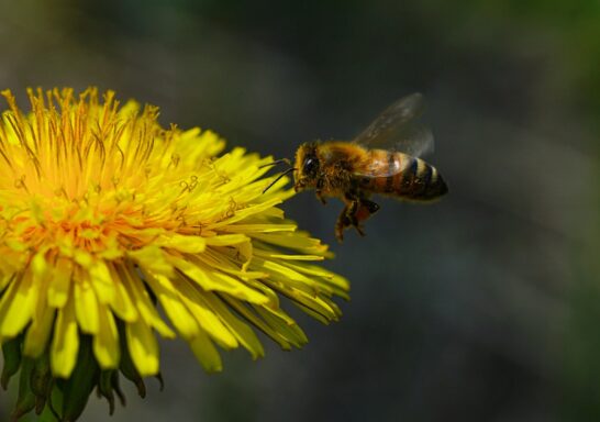 Mai sans tonte : partagez votre cour avec les pollinisateurs